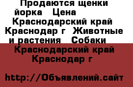 Продаются щенки йорка › Цена ­ 15 000 - Краснодарский край, Краснодар г. Животные и растения » Собаки   . Краснодарский край,Краснодар г.